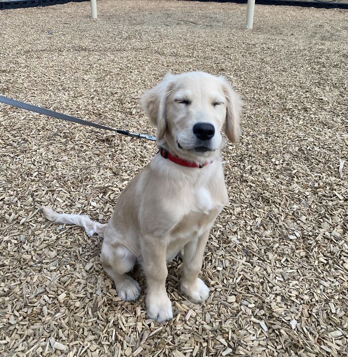 Hey Pandas, Post A Picture Of Your Pet Being Derpy (Closed) Hey Pandas, Post A Picture Of Your Pet Being Derpy (Closed)