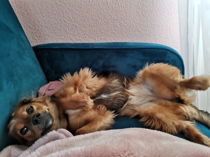 Hey Pandas, Post A Picture Of Your Pet Being Derpy (Closed) Hey Pandas, Post A Picture Of Your Pet Being Derpy (Closed)