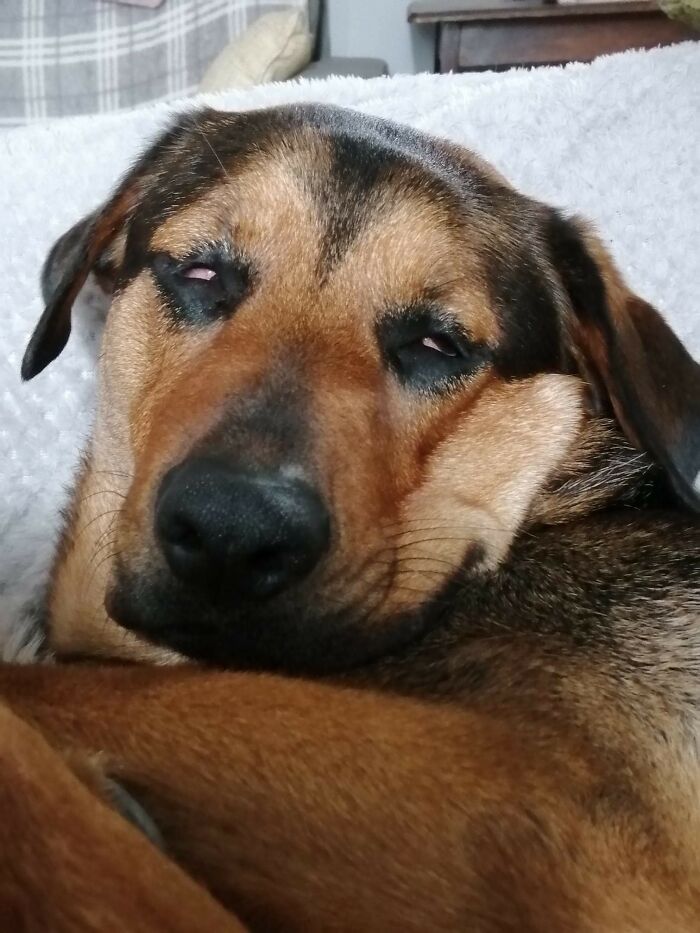 Hey Pandas, Post A Picture Of Your Pet Being Derpy (Closed) Hey Pandas, Post A Picture Of Your Pet Being Derpy (Closed)