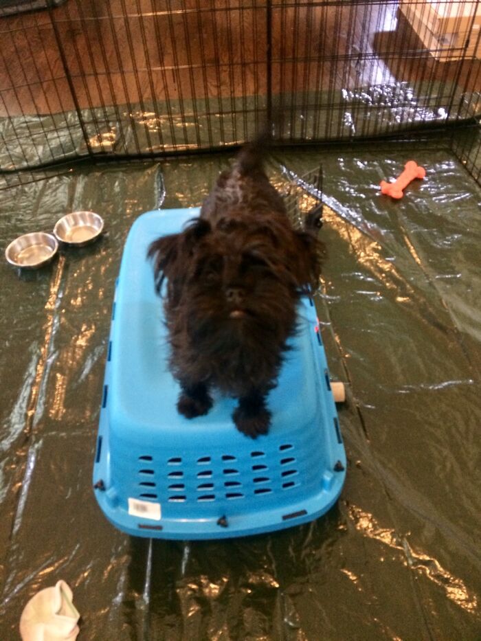 Hey Pandas, Post A Picture Of Your Pet Being Derpy (Closed) Hey Pandas, Post A Picture Of Your Pet Being Derpy (Closed)