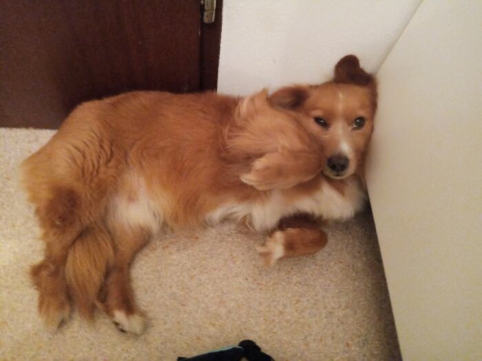 Hey Pandas, Post A Picture Of Your Pet Being Derpy (Closed) Hey Pandas, Post A Picture Of Your Pet Being Derpy (Closed)