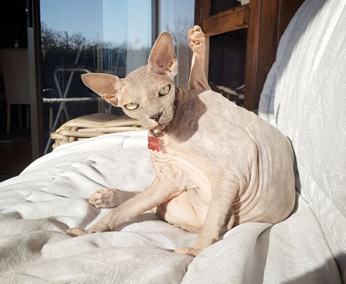 Hey Pandas, Post A Picture Of Your Pet Being Derpy (Closed) Hey Pandas, Post A Picture Of Your Pet Being Derpy (Closed)