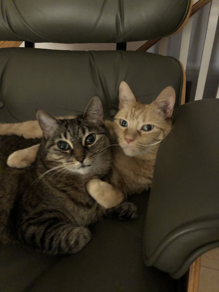 Hey Pandas, Post A Picture Of Your Pet Being Derpy (Closed) Hey Pandas, Post A Picture Of Your Pet Being Derpy (Closed)