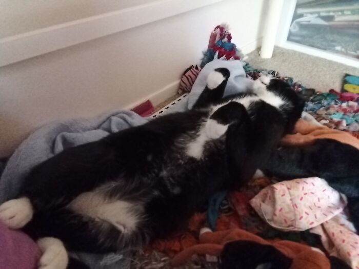 Hey Pandas, Post A Picture Of Your Pet Being Derpy (Closed) Hey Pandas, Post A Picture Of Your Pet Being Derpy (Closed)