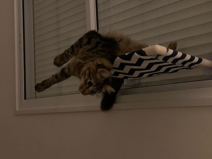 Hey Pandas, Post A Picture Of Your Pet Being Derpy (Closed) Hey Pandas, Post A Picture Of Your Pet Being Derpy (Closed)