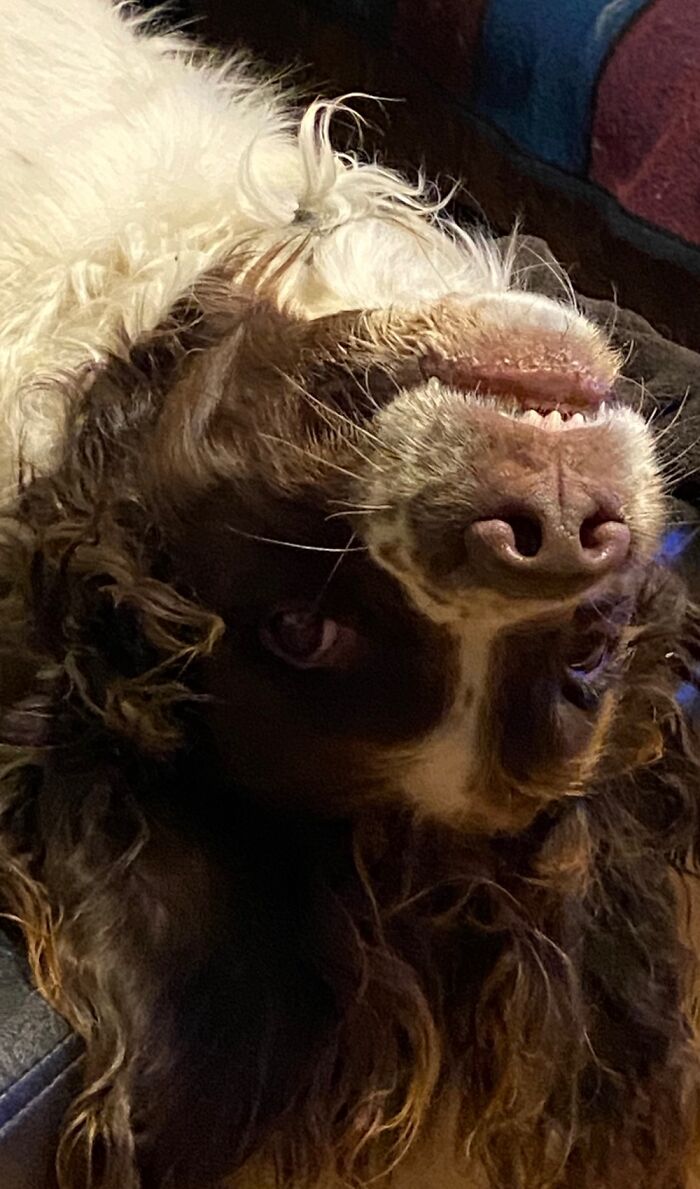 Hey Pandas, Post A Picture Of Your Pet Being Derpy (Closed) Hey Pandas, Post A Picture Of Your Pet Being Derpy (Closed)