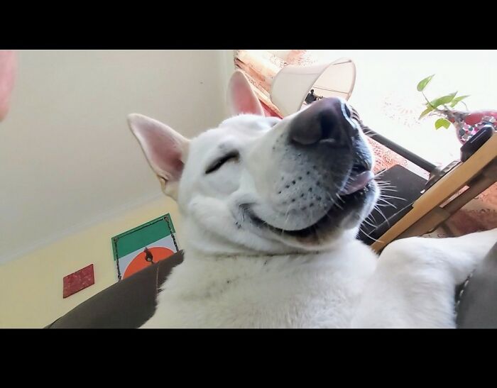 Hey Pandas, Post A Picture Of Your Pet Being Derpy (Closed) Hey Pandas, Post A Picture Of Your Pet Being Derpy (Closed)