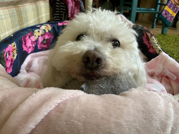 Hey Pandas, Post A Picture Of Your Pet Being Derpy (Closed) Hey Pandas, Post A Picture Of Your Pet Being Derpy (Closed)