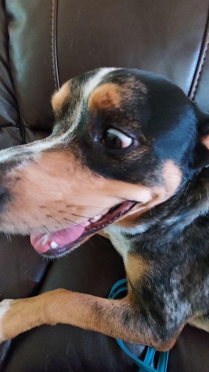 Hey Pandas, Post A Picture Of Your Pet Being Derpy (Closed) Hey Pandas, Post A Picture Of Your Pet Being Derpy (Closed)