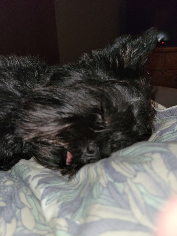 Hey Pandas, Post A Picture Of Your Pet Being Derpy (Closed) Hey Pandas, Post A Picture Of Your Pet Being Derpy (Closed)