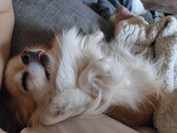 Hey Pandas, Post A Picture Of Your Pet Being Derpy (Closed) Hey Pandas, Post A Picture Of Your Pet Being Derpy (Closed)