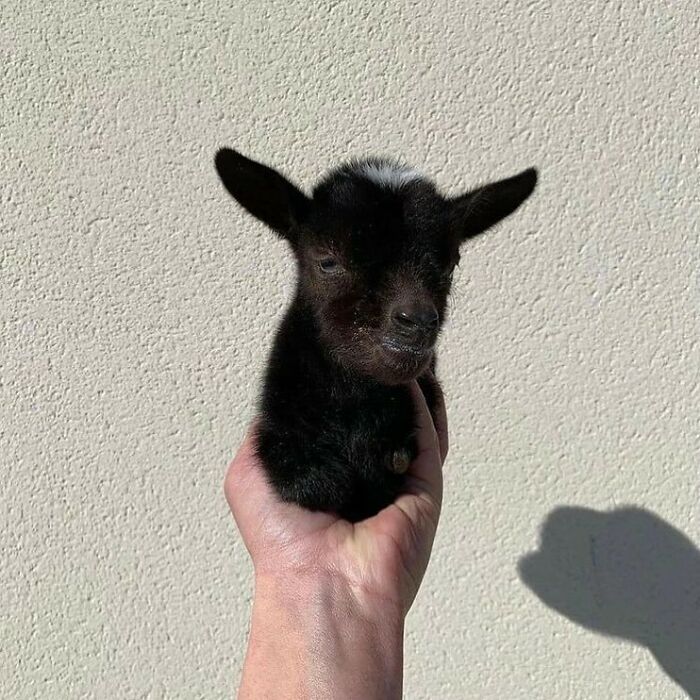 50 Photos Of Animals Just Living Their Best Life, As Shared On This Instagram Page 50 Photos Of Animals Just Living Their Best Life, As Shared On This Instagram Page