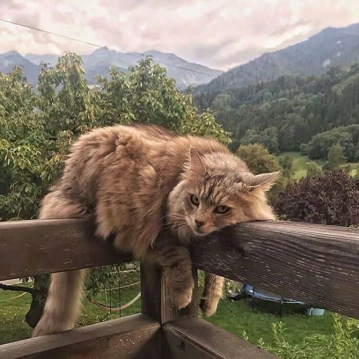 50 Photos Of Animals Just Living Their Best Life, As Shared On This Instagram Page 50 Photos Of Animals Just Living Their Best Life, As Shared On This Instagram Page