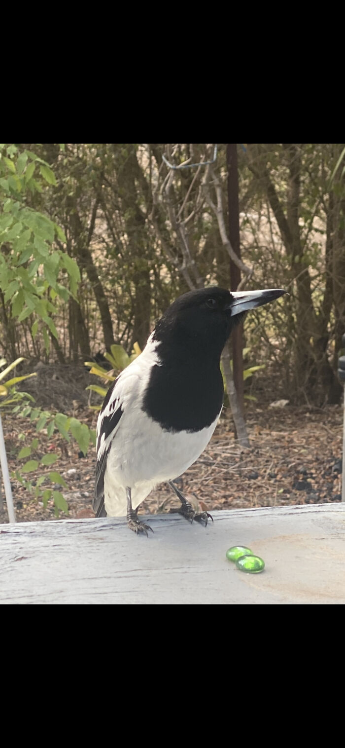 Hey Pandas, Post The Strangest And Funniest Photos Of Your Favorite Animals (Closed)