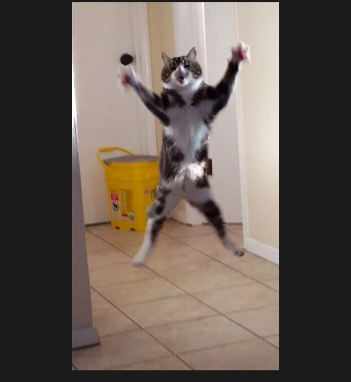 Hey Pandas, Post The Strangest And Funniest Photos Of Your Favorite Animals (Closed) Hey Pandas, Post The Strangest And Funniest Photos Of Your Favorite Animals (Closed)