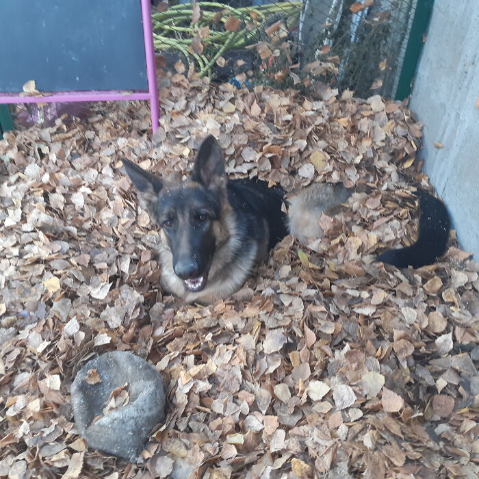 Hey Pandas, Post The Strangest And Funniest Photos Of Your Favorite Animals (Closed)