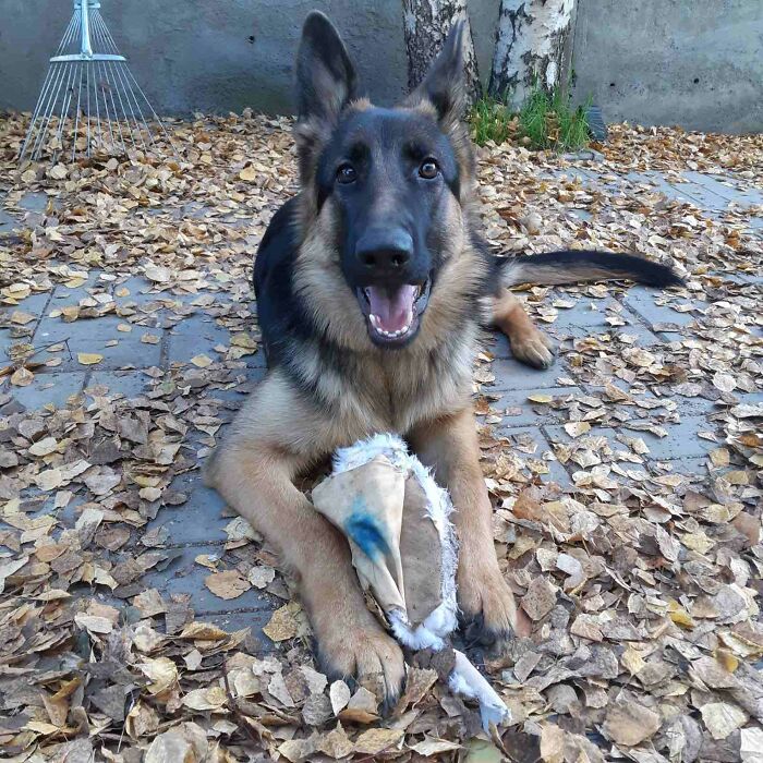 Hey Pandas, Post The Strangest And Funniest Photos Of Your Favorite Animals (Closed)