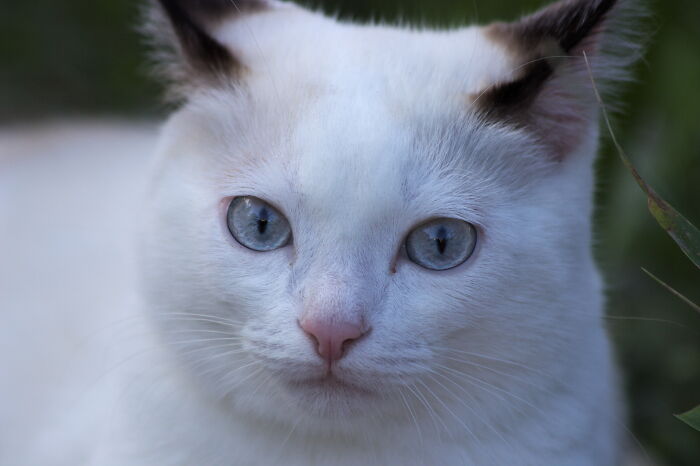 Hey Pandas, Post The Strangest And Funniest Photos Of Your Favorite Animals (Closed)