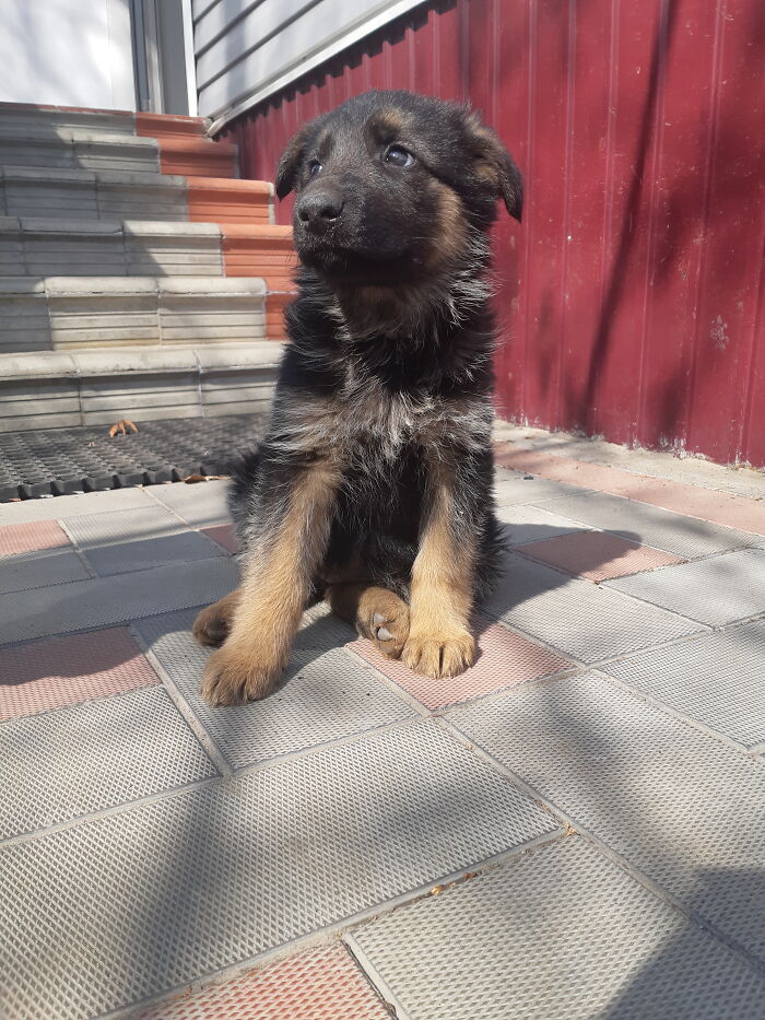 Hey Pandas, Post The Strangest And Funniest Photos Of Your Favorite Animals (Closed) Hey Pandas, Post The Strangest And Funniest Photos Of Your Favorite Animals (Closed)