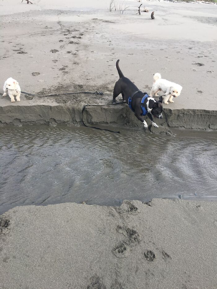 Hey Pandas, Post The Strangest And Funniest Photos Of Your Favorite Animals (Closed) Hey Pandas, Post The Strangest And Funniest Photos Of Your Favorite Animals (Closed)