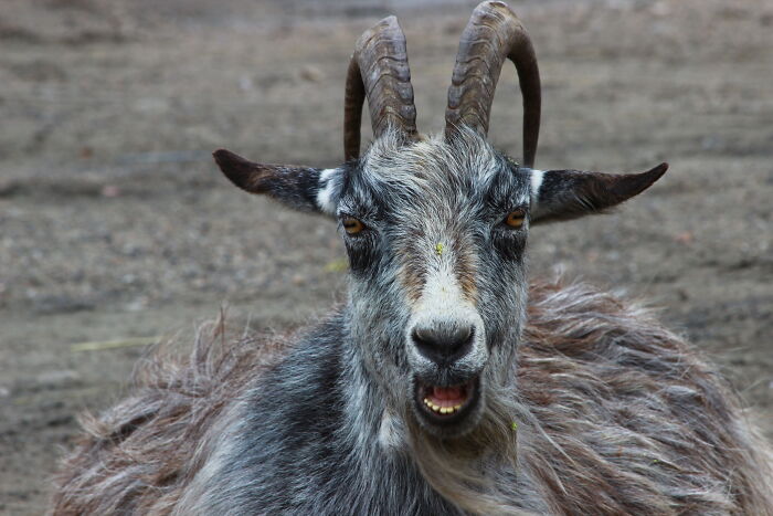 Hey Pandas, Post The Strangest And Funniest Photos Of Your Favorite Animals (Closed)