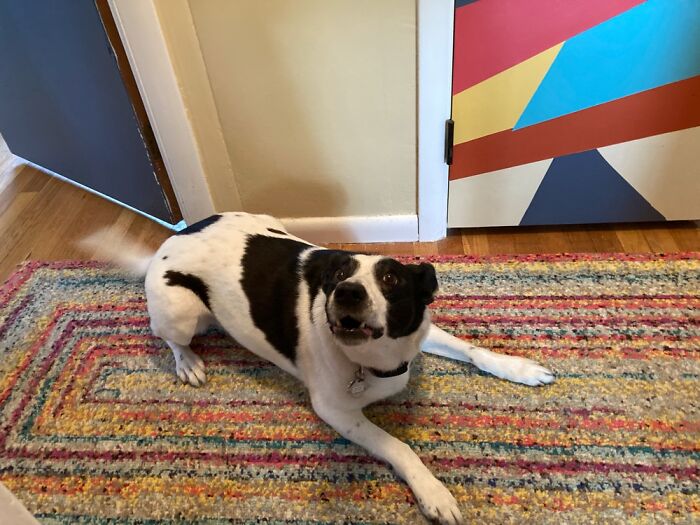 Hey Pandas, Post The Strangest And Funniest Photos Of Your Favorite Animals (Closed) Hey Pandas, Post The Strangest And Funniest Photos Of Your Favorite Animals (Closed)