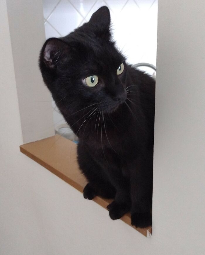 Hey Pandas, Post The Strangest And Funniest Photos Of Your Favorite Animals (Closed) Hey Pandas, Post The Strangest And Funniest Photos Of Your Favorite Animals (Closed)