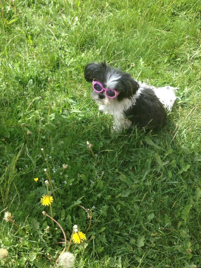 Hey Pandas, Post The Strangest And Funniest Photos Of Your Favorite Animals (Closed)