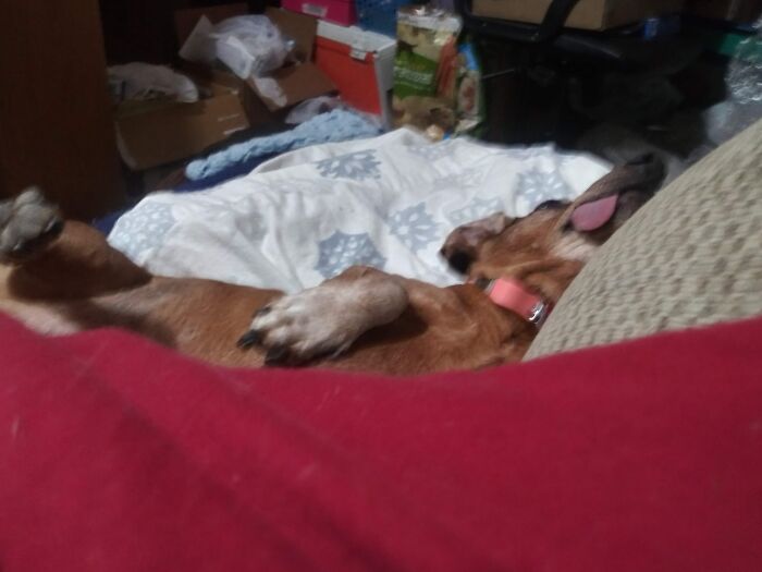 Hey Pandas, Post The Strangest And Funniest Photos Of Your Favorite Animals (Closed)