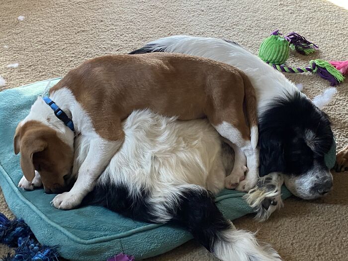 Hey Pandas, Post The Strangest And Funniest Photos Of Your Favorite Animals (Closed)