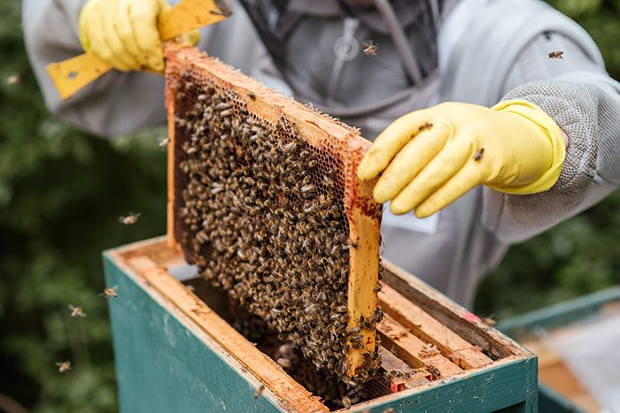 Neighbors Stand Up Against Beekeeper After They Refuse To Give Up Their Hobby For A Neighbor’s Allergic Kid’s Sake Neighbors Stand Up Against Beekeeper After They Refuse To Give Up Their Hobby For A Neighbor’s Allergic Kid’s Sake