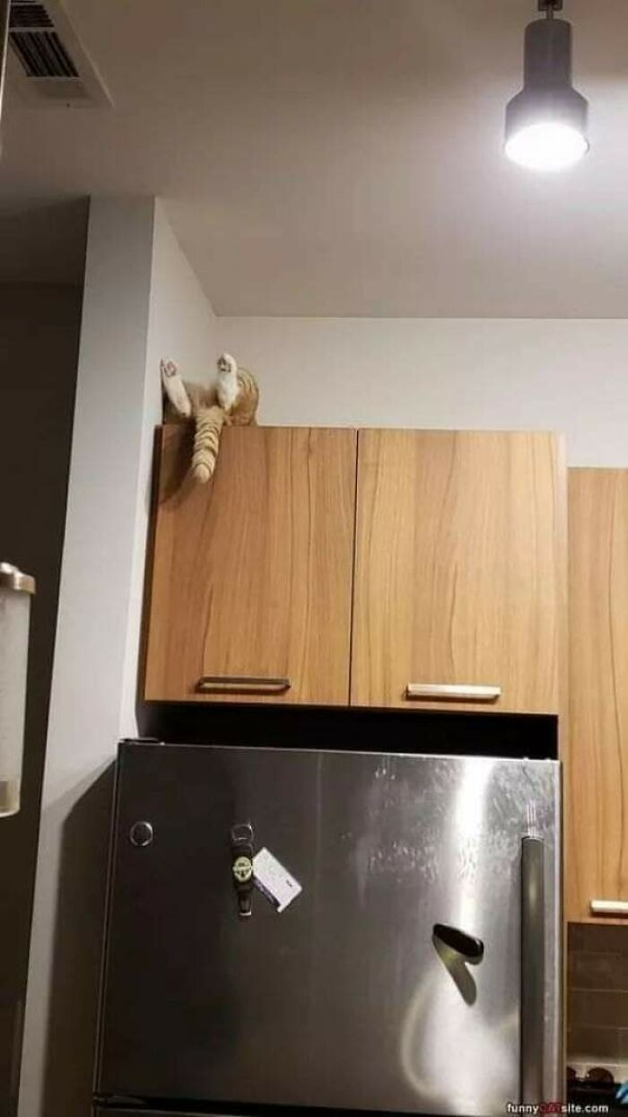 40 Of The Derpiest Cats Caught On Camera