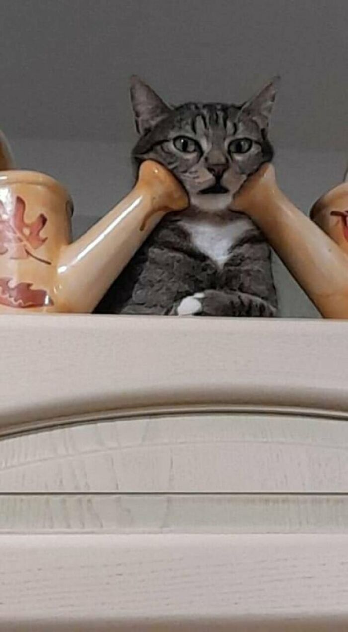 40 Of The Derpiest Cats Caught On Camera