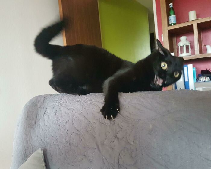 40 Of The Derpiest Cats Caught On Camera