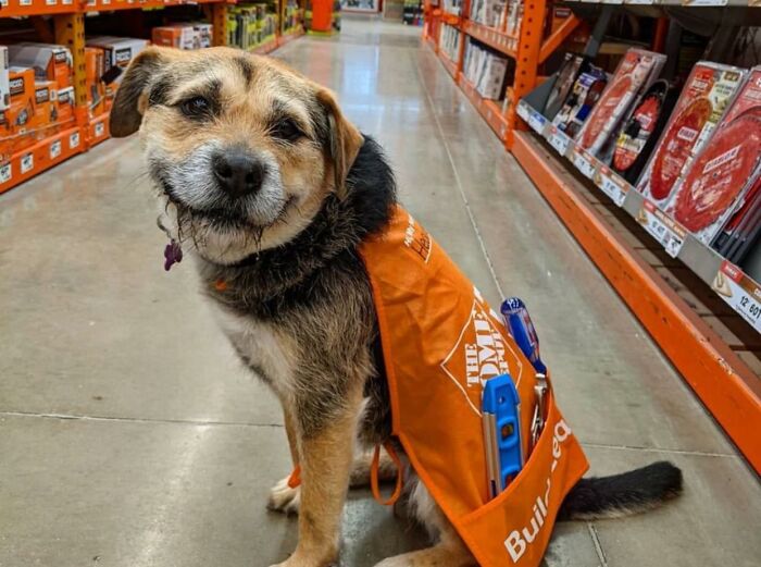 50 Reasons Why ‘Dogspotting’ Is Probably The Purest Facebook Group Ever (New Pics) 50 Reasons Why ‘Dogspotting’ Is Probably The Purest Facebook Group Ever (New Pics)