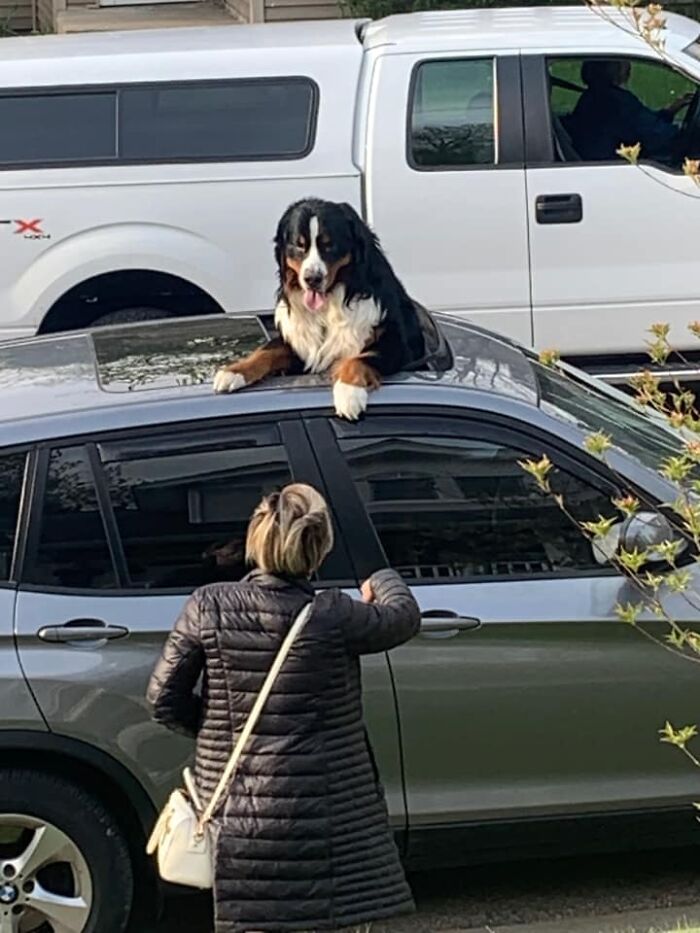 50 Reasons Why ‘Dogspotting’ Is Probably The Purest Facebook Group Ever (New Pics) 50 Reasons Why ‘Dogspotting’ Is Probably The Purest Facebook Group Ever (New Pics)