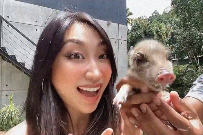 Woman Takes A Wild Baby Boar Into Her Family After She Finds It In A Box At Her Doorstep Woman Takes A Wild Baby Boar Into Her Family After She Finds It In A Box At Her Doorstep