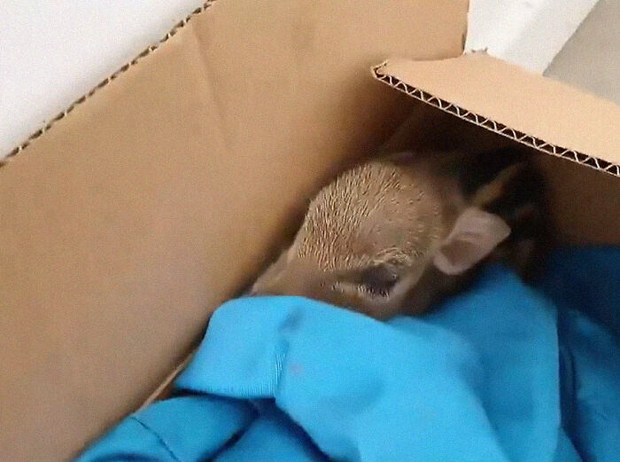 Woman Takes A Wild Baby Boar Into Her Family After She Finds It In A Box At Her Doorstep Woman Takes A Wild Baby Boar Into Her Family After She Finds It In A Box At Her Doorstep