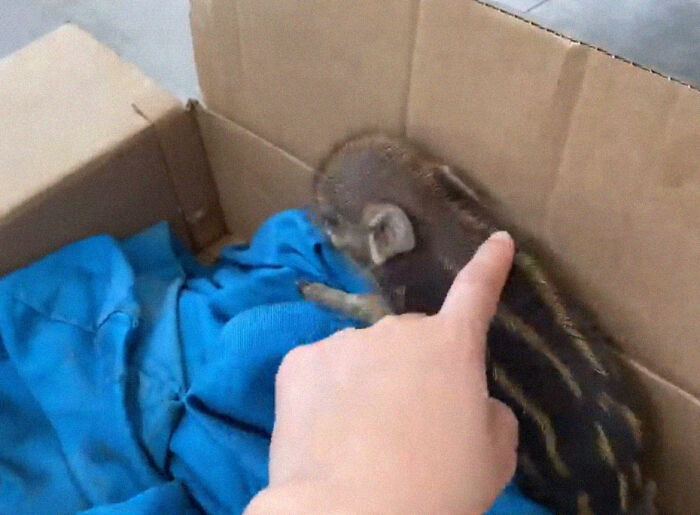 Woman Takes A Wild Baby Boar Into Her Family After She Finds It In A Box At Her Doorstep Woman Takes A Wild Baby Boar Into Her Family After She Finds It In A Box At Her Doorstep