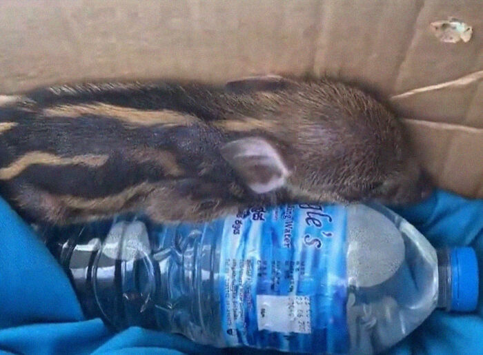 Woman Takes A Wild Baby Boar Into Her Family After She Finds It In A Box At Her Doorstep Woman Takes A Wild Baby Boar Into Her Family After She Finds It In A Box At Her Doorstep