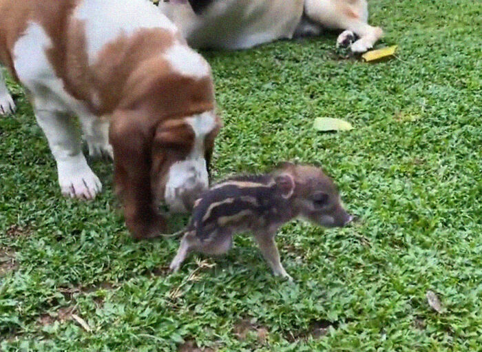 Woman Takes A Wild Baby Boar Into Her Family After She Finds It In A Box At Her Doorstep Woman Takes A Wild Baby Boar Into Her Family After She Finds It In A Box At Her Doorstep