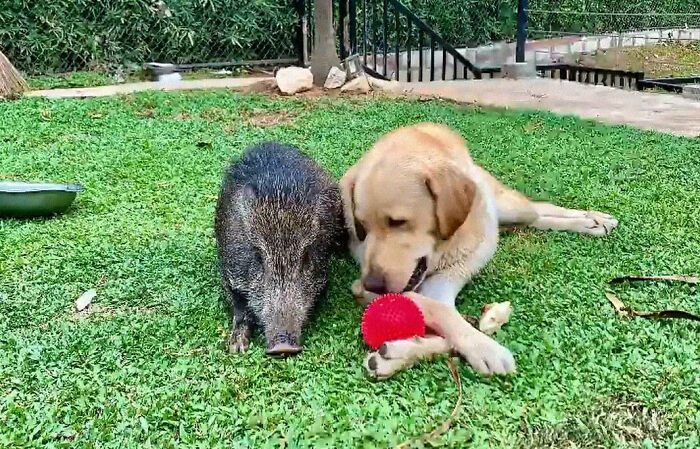 Woman Takes A Wild Baby Boar Into Her Family After She Finds It In A Box At Her Doorstep Woman Takes A Wild Baby Boar Into Her Family After She Finds It In A Box At Her Doorstep