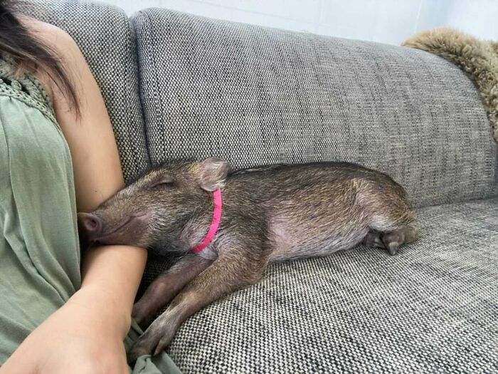 Woman Takes A Wild Baby Boar Into Her Family After She Finds It In A Box At Her Doorstep Woman Takes A Wild Baby Boar Into Her Family After She Finds It In A Box At Her Doorstep