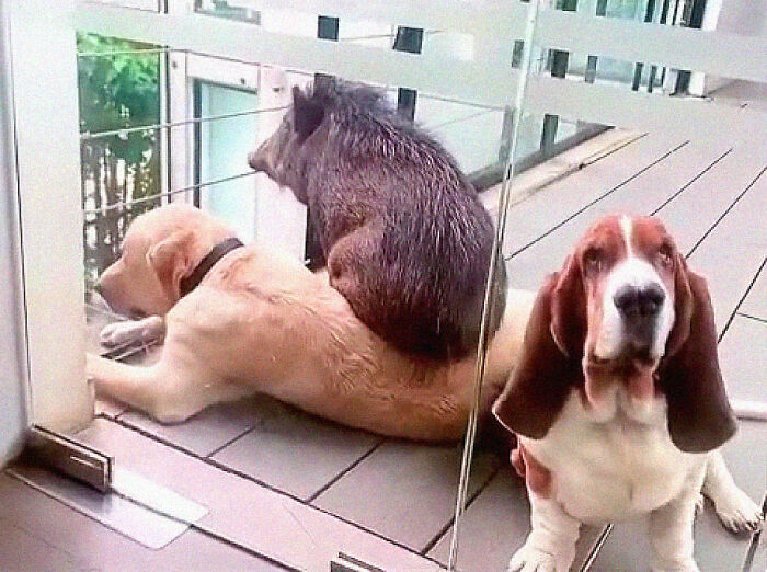 Woman Takes A Wild Baby Boar Into Her Family After She Finds It In A Box At Her Doorstep Woman Takes A Wild Baby Boar Into Her Family After She Finds It In A Box At Her Doorstep