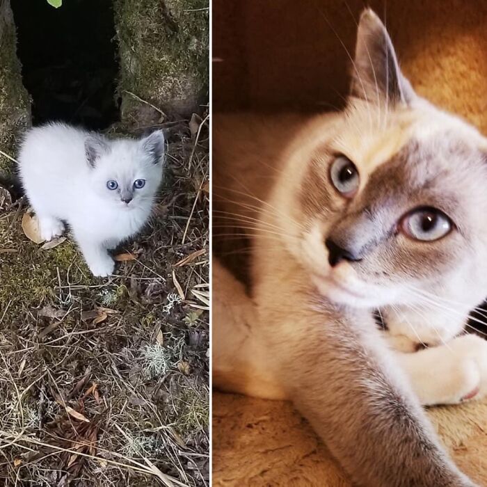 Hey Pandas, Show A Pic Of Your Pets Then And Now (Closed) Hey Pandas, Show A Pic Of Your Pets Then And Now (Closed)