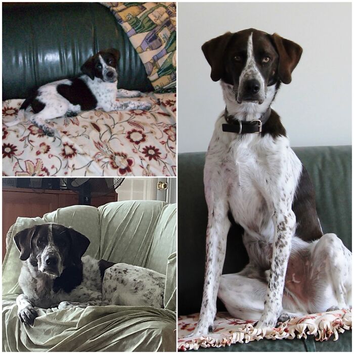 Hey Pandas, Show A Pic Of Your Pets Then And Now (Closed) Hey Pandas, Show A Pic Of Your Pets Then And Now (Closed)