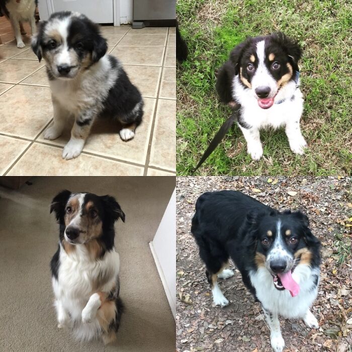 Hey Pandas, Show A Pic Of Your Pets Then And Now (Closed) Hey Pandas, Show A Pic Of Your Pets Then And Now (Closed)