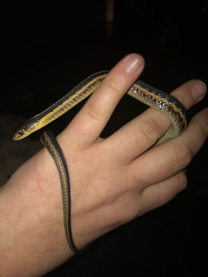 Hey Pandas, Show A Pic Of Your Pets Then And Now (Closed) Hey Pandas, Show A Pic Of Your Pets Then And Now (Closed)