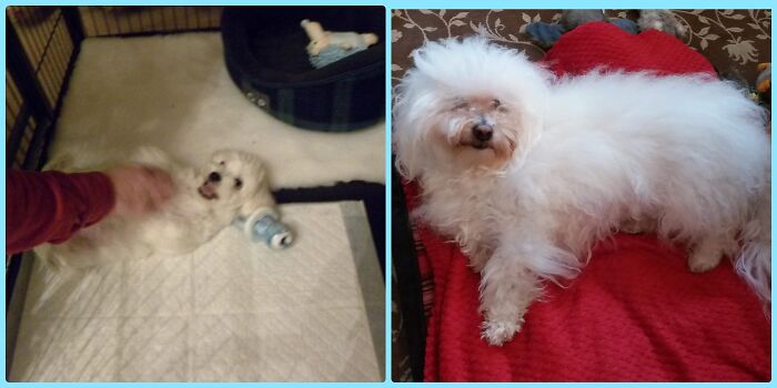 Hey Pandas, Show A Pic Of Your Pets Then And Now (Closed) Hey Pandas, Show A Pic Of Your Pets Then And Now (Closed)
