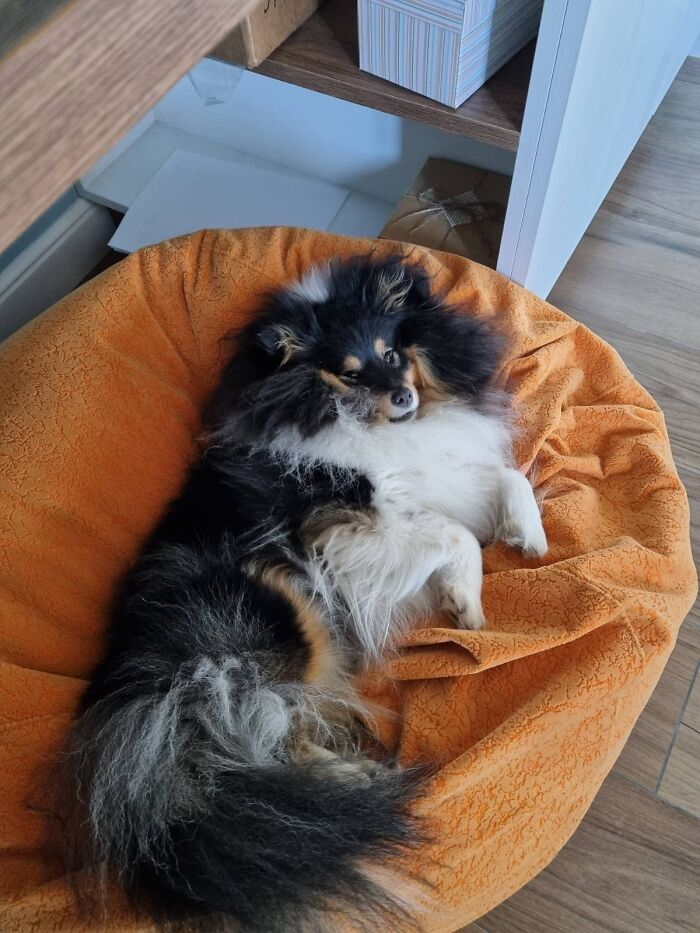 Hey Pandas, Show Me Your Pet (Closed)